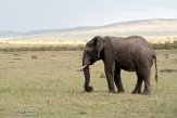 KE20224779 Afrikaanse savanneolifant / Loxodonta africana