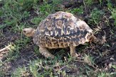 KE20225701 panterschildpad / Stigmochelys pardalis