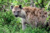 KE20223723 gevlekte hyena / Crocuta crocuta