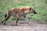 KE20223774 gevlekte hyena / Crocuta crocuta