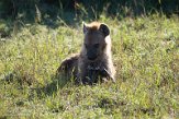 KE20223942 gevlekte hyena / Crocuta crocuta