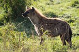 KE20223982 gevlekte hyena / Crocuta crocuta