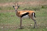 KE20223623 Thomsongazelle / Eudorcas thomsonii