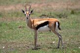 KE20223623 Thomsongazelle / Eudorcas thomsonii