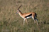 KE20223946 Thomsongazelle / Eudorcas thomsonii