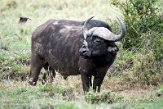 KE20221476 Kaapse buffel / Syncerus caffer caffer - roodsnavelossenpikker / Buphagus erythrorynchus