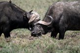 KE20221490 Kaapse buffel / Syncerus caffer caffer