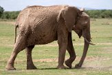 KE20221697 Afrikaanse savanneolifant / Loxodonta africana