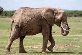 KE20221699 Afrikaanse savanneolifant / Loxodonta africana