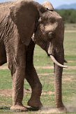 KE20221700 Afrikaanse savanneolifant / Loxodonta africana
