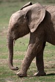 KE20221712 Afrikaanse savanneolifant / Loxodonta africana