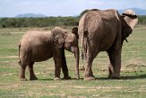KE20221721 Afrikaanse savanneolifant / Loxodonta africana