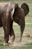 KE20221726 Afrikaanse savanneolifant / Loxodonta africana