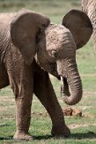 KE20221731 Afrikaanse savanneolifant / Loxodonta africana