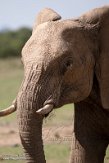 KE20221753 Afrikaanse savanneolifant / Loxodonta africana