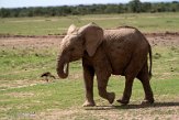 KE20221757 Afrikaanse savanneolifant / Loxodonta africana
