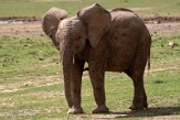 KE20221759 Afrikaanse savanneolifant / Loxodonta africana