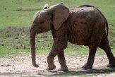 KE20221761 Afrikaanse savanneolifant / Loxodonta africana