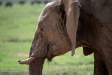 KE20221764 Afrikaanse savanneolifant / Loxodonta africana