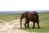 KE20221768 Afrikaanse savanneolifant / Loxodonta africana