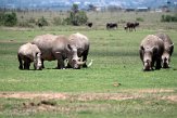 KE20221223 zuidelijke witte neushoorn / Ceratotherium simum simum