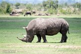 KE20221233 zuidelijke witte neushoorn / Ceratotherium simum simum