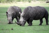 KE20221242 zuidelijke witte neushoorn / Ceratotherium simum simum