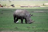 KE20221245 zuidelijke witte neushoorn / Ceratotherium simum simum - koereiger / Bubulcus ibis