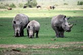 KE20221253 zuidelijke witte neushoorn / Ceratotherium simum simum