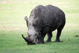 KE20221255 zuidelijke witte neushoorn / Ceratotherium simum simum