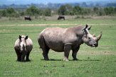 KE20221272 zuidelijke witte neushoorn / Ceratotherium simum simum
