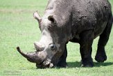 KE20221276 zuidelijke witte neushoorn / Ceratotherium simum simum