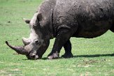KE20221285 zuidelijke witte neushoorn / Ceratotherium simum simum