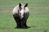 KE20221289 zuidelijke witte neushoorn / Ceratotherium simum simum