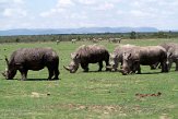 KE20221295 zuidelijke witte neushoorn / Ceratotherium simum simum