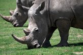 KE20221299 zuidelijke witte neushoorn / Ceratotherium simum simum