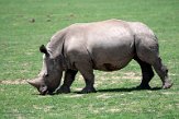 KE20221301 zuidelijke witte neushoorn / Ceratotherium simum simum