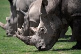 KE20221319 zuidelijke witte neushoorn / Ceratotherium simum simum