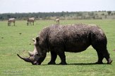 KE20221325 zuidelijke witte neushoorn / Ceratotherium simum simum