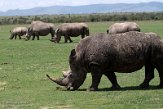 KE20221346 zuidelijke witte neushoorn / Ceratotherium simum simum