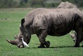 KE20221348 zuidelijke witte neushoorn / Ceratotherium simum simum - koereiger / Bubulcus ibis