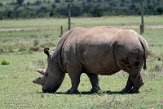 KE20221098 noordelijke witte neushoorn / Ceratotherium simum cottoni