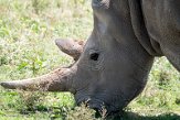 KE20221101 noordelijke witte neushoorn / Ceratotherium simum cottoni