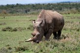 KE20221107 noordelijke witte neushoorn / Ceratotherium simum cottoni