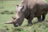 KE20221110 noordelijke witte neushoorn / Ceratotherium simum cottoni