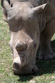 KE20221113 noordelijke witte neushoorn / Ceratotherium simum cottoni