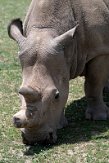 KE20221116 noordelijke witte neushoorn / Ceratotherium simum cottoni