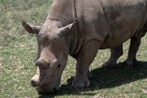 KE20221119 noordelijke witte neushoorn / Ceratotherium simum cottoni