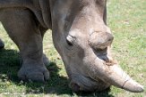 KE20221132 noordelijke witte neushoorn / Ceratotherium simum cottoni