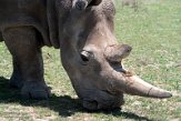 KE20221135 noordelijke witte neushoorn / Ceratotherium simum cottoni